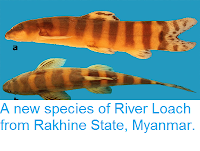 http://sciencythoughts.blogspot.co.uk/2014/08/a-new-species-of-river-loach-from.html