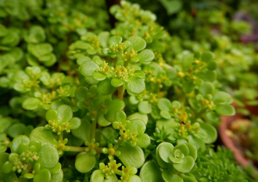 多肉植物 丸葉万年草 特徴と育て方 草日和 Kusabiyori