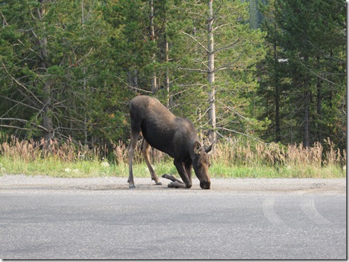 Moose