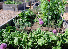 one of the raised beds in June 2014