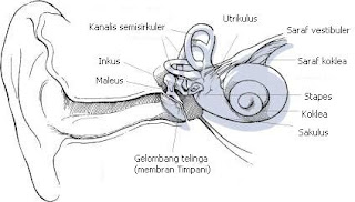 Penyakit Telinga Hidung dan Tenggorokan