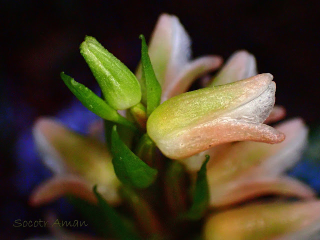 Goodyera foliosa