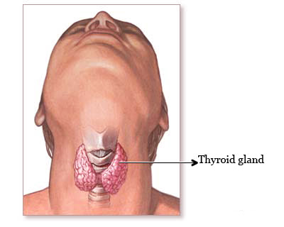 The thyroid is the perfect shield for many overweight people, because this