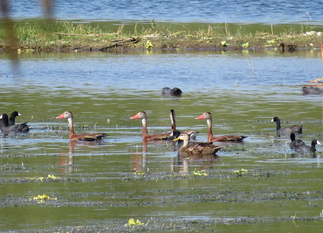 Black-bellied Whistling-Duck - Eagle Lakes, Florida