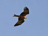 Red Kite