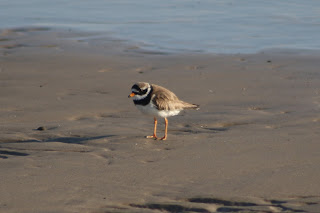 Male Ringed Plover