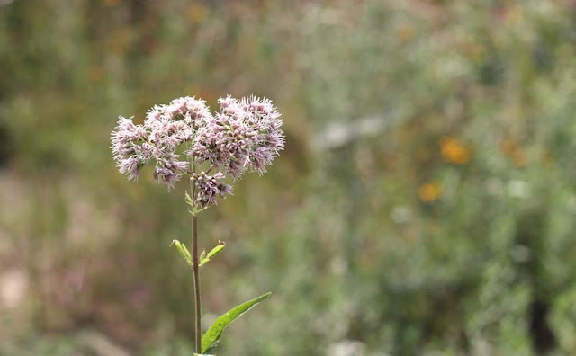 Joe-Pye Weed Flowers