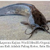 ISU IKAN KELI MAKANAN PALING KOTOR DI DUNIA, INI JAWAPAN DARI JABATAN PERIKANAN MALAYSIA