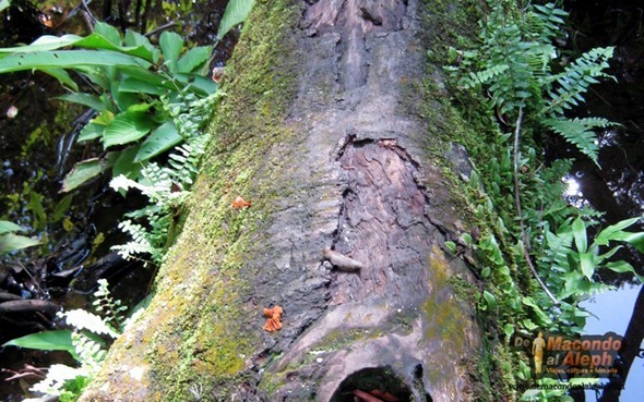 Viaje Amazonas Maloka Makuna  9