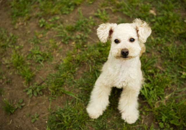 Fondos de Pantalla de Perros Hermosos