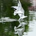 Gull-billed Tern