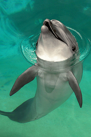 iPhoneZone 15 Cute  Dolphin  Wallpapers  for iPhone 