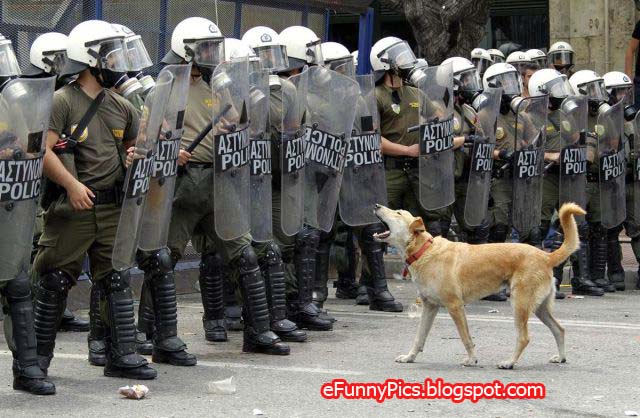 Dog barks at Police