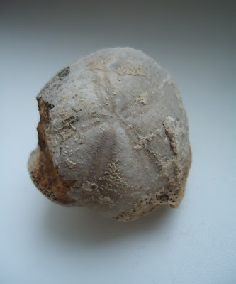 Incredible Sea Urchin Fossil 