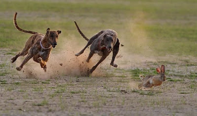 Incredible Wildlife Photography Seen On www.coolpicturegallery.net