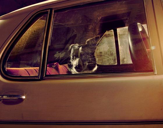 martin usborne cachorros cães silêncio dentro carro