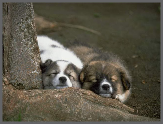 Fotos de Cachorros