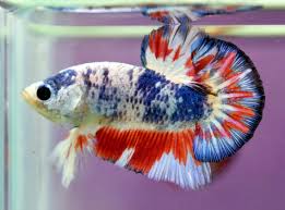 video ikan cupang hias terbaik | jual ikan cupang hias