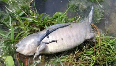  Kisah Nyata Misterius, Seorang Anak Tewas Usai Membunuh Seekor Ikan
