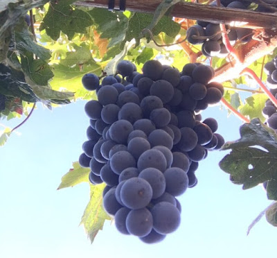 vino creciente demanda, viticultyra
