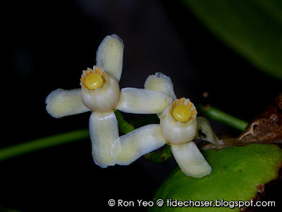 Xylocarpus rumphii