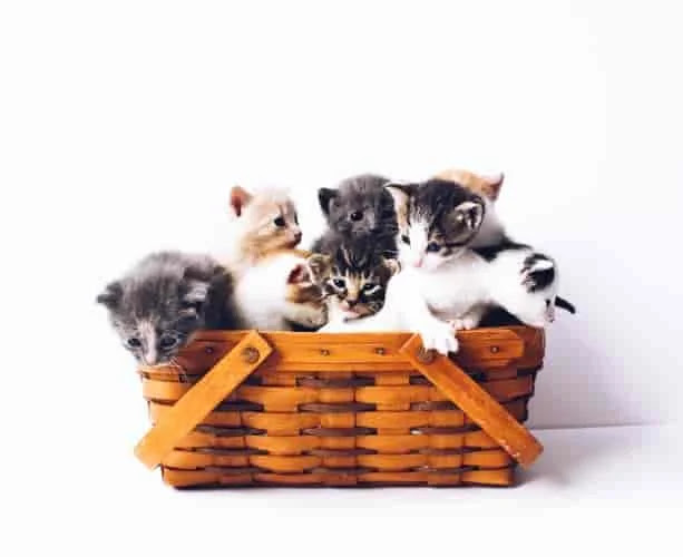 Cat Breeds A-Z