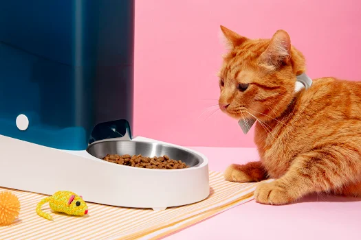 The 5 Best Cat Foods
