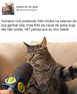 Foto. Na caixa de uma rede social. No canto superior esquerdo a pequena foto de frente do peito para cima do Chico, um gato de pelagem cinza com algumas listras pretas verticais na cabeça e horizontais ao longo do corpo, à direita lê-se: cansei de ser gato; e abaixo: arrobacanseidesergato. Abaixo, um microfone preto com a logomarca do canal de TV em frente e bem próximo à boca de Chico entre os longos bigodes brancos dele. Acima lê-se: Humano vive postando foto minha na internet só pra ganhar like, mas foto da caixa de areia suja ele não posta, né? Pensa que eu sou besta.