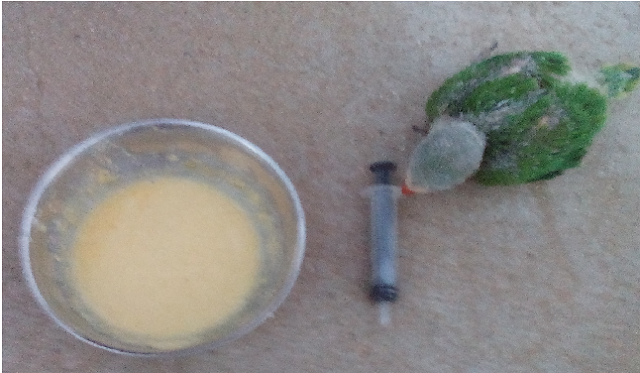 Baby parrot food with baby parrot or injection