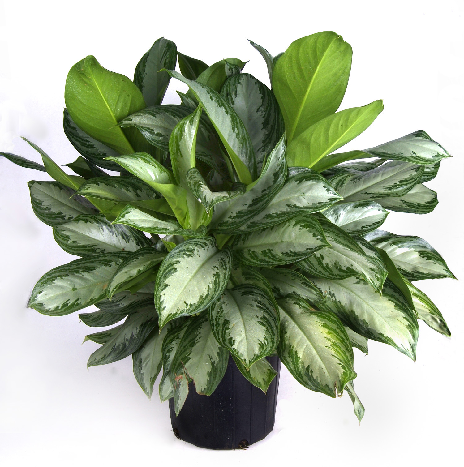 The Garden Plot: Tips for Bringing Your Houseplants Inside 
