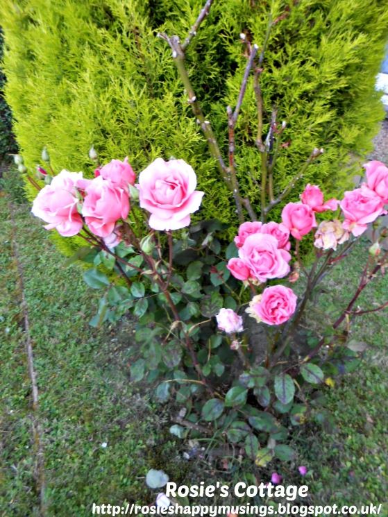 Perfect Summer Roses 