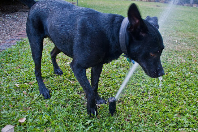 32 pictures of dogs vs sprinklers, funny dog pictures, funny dogs, dogs vs sprinklers, dogs play with sprinklers