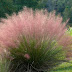 Pink Muhlygrass - Muhlenbergia Capillaris