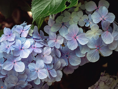 Ajisai (Hydrangea macrophylla) flowers: Kita-kamakura 