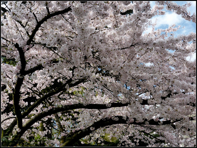 Printemps à Versailles arbre en fleurs