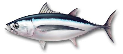 Albacore