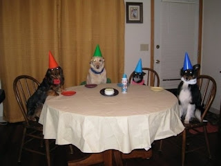 Funny Animals Party