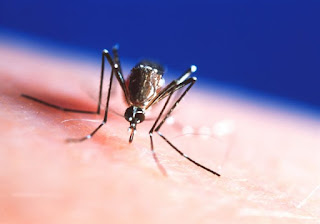 Triple E Virus A Mosquito-Borne Viral disease and 14 Americans Died