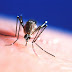 Triple E Virus A Mosquito-Borne Viral disease and 14 Americans Died