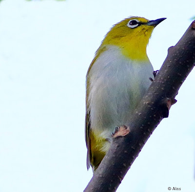 "Indian White-eye - Zosterops palpebrosus,resident perched on a branch."