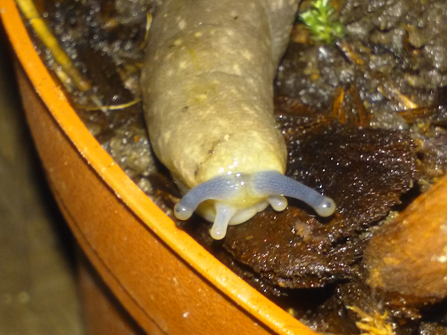 2/6 Head of a banana slug crawling on balcony with big feeler eyes poking out in Eugene Oregon