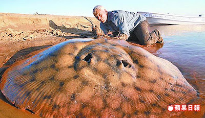 巨型魟魚 127公斤