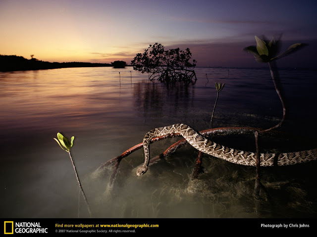 100 Breathtaking National Geographic Wallpapers