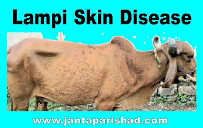 Lampi Skin Disease In animal