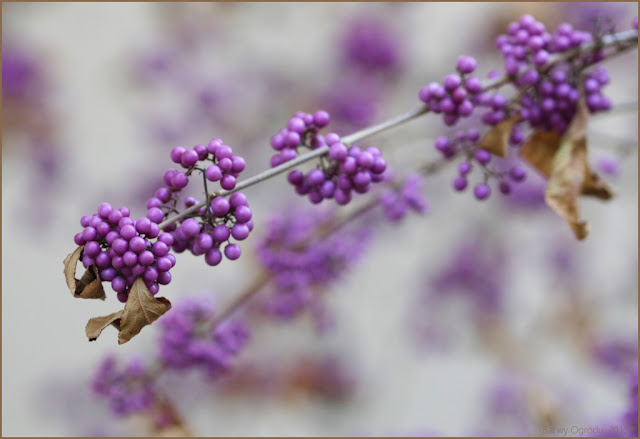 calicarpa, pięknotka