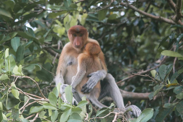 Dewasa Bekantan betina bersama anaknya.