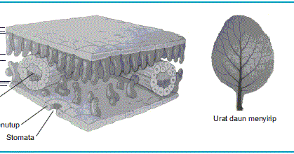 Susunan Jaringan pada Daun  Tumbuhan Dikotil 