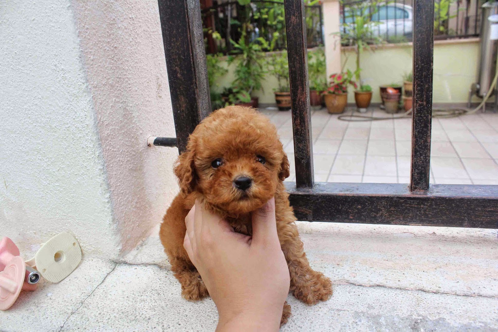 88+ Tiny Red Poodle Puppy