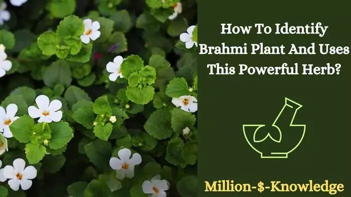 How to identify brahmi plant