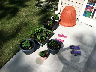 Gardening with Bobbins of Basil | bobbinsofbasil.blogspot.com